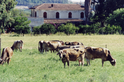 Basilicata, pronto il piano rilancio per il settore zootecnico
