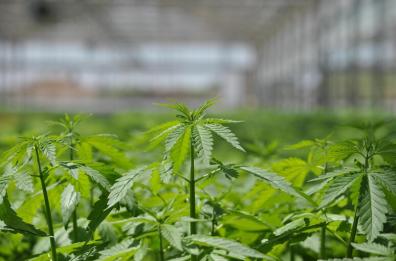 Canapa industriale: il processo penale in corso a Brindisi arriva alla Consulta