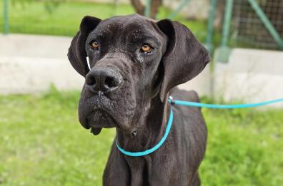 Bari, abbandonato e maltrattato, Ottanio cerca casa: salvato dopo aver ingerito una busta di plastica per fame Bari, abbandonato e maltrattato, Ottanio cerca casa: salvato dopo aver ingerito una busta di plastica per fame