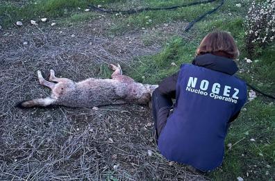 Nel Barese ritrovata una lupa uccisa a colpi di arma da fuoco. La rabbia sui social: «Che sport è uccidere?»