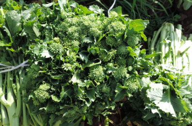 Sua maestà, la cima di rapa: Minervino Murge le rende onore Sua maestà, la cima di rapa: Minervino Murge le rende onore