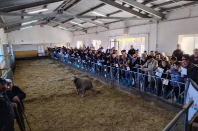 Arieti da record all’asta di Laurenzana: il migliore venduto a 1.300 euro: offerte da tutta Italia per le razze pregiate