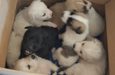 In Puglia è allarme abbandoni di cani e gatti: crescono i numeri del randagismo In Puglia è allarme abbandoni di cani e gatti: crescono i numeri del randagismo