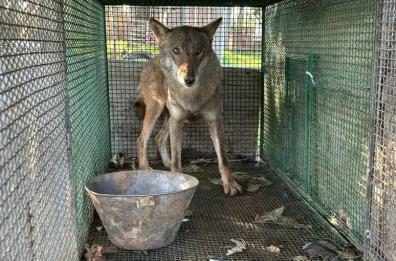 Foggia, nel blitz anti droga anche un lupo selvatico in gabbia: apparteneva a uno dei 24 arrestati, sar&agrave; liberato 