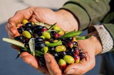 Tra storia, arte e olio, Corato sogna in grande Tra storia, arte e olio, Corato sogna in grande