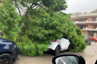 A Barletta bilancio in &laquo;verde&raquo;: 247 alberi malati da abbattere (ma 488 nuove piantumazioni)