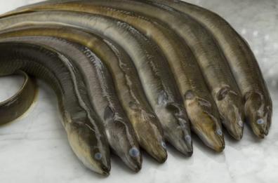 Anguilla o capitone? Per Natale e Capodanno cosa scegliere?