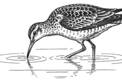 L&rsquo;estasi della memoria: traiettorie dell&rsquo;ultimo chiurlo
