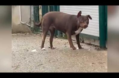 Botti di Capodanno, l&rsquo;allarme dell&rsquo;Enpa: &laquo;Per gli animali non &egrave; festa ma panico&raquo;