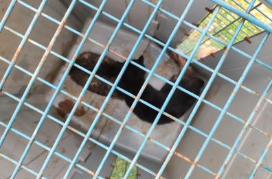 Pat&ugrave;, cuccioli di gatto salvati da una cisterna: provvidenziale intervento dei vigili del fuoco