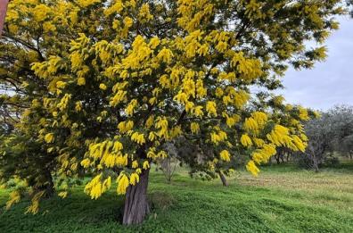Gelo, nubifragi e mimose in fiore: il pazzo inverno della Puglia