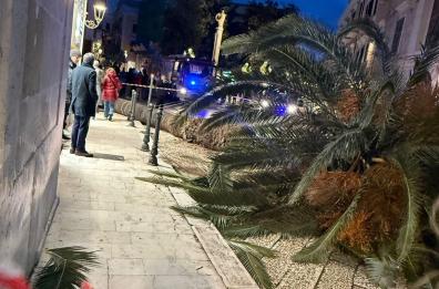 Paura a Trani, il vento forte fa cadere una palma e un muro: colpite auto ma nessun ferito VIDEO