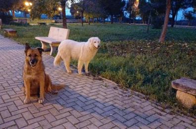 Billy e Nina uccisi a fucilate: l&rsquo;esecuzione dei cani di quartiere tra Grottaglie e Fragagnano
