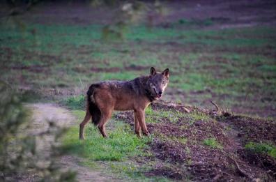 Il lupo torna libero nel Salento: prima volta con un radiocollare nel Leccese