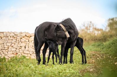 Putignano, il 2026 si apre con la nascita di due puledri gemelli di razza Murgese 