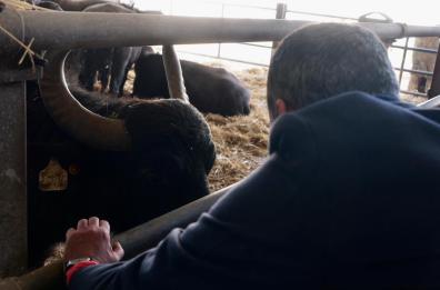 Sant&rsquo;Antonio Abate, a Putignano la benedizione degli animali con Decaro e Paolicelli: tra tradizione e Carnevale