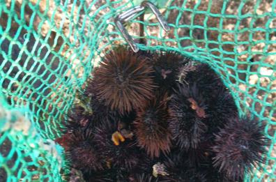 Scoperto a pescare ricci di mare in un'area protetta: multa da 2mila euro e denuncia per un 35enne di Gallipoli