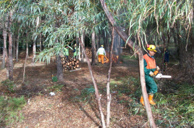 Cantieri forestali in Basilicata, sono 2.125 gli addetti in attesa di lavoro
