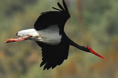 Cicogna nera, il  Parco della Murgia sostiene il progetto di monitoraggio satellitare. &laquo;Capiremo le sue abitudini&raquo; 