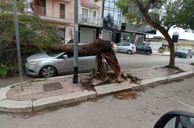 Alberi caduti o pericolanti e vento forte: a Barletta e Trani scatta l&rsquo;allerta maltempo. Colpite anche Margherita e Trinitapoli