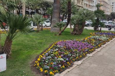 A Bari i fiori dell'inverno colorano le aiuole davanti al teatro Petruzzelli