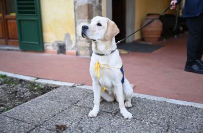 Il diabete colpisce anche cani e gatti