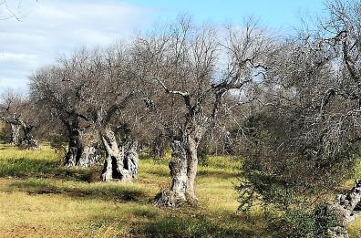 Allarme Xylella a Cagnano Varano: 177 piante di ulivo risultano infette, ma il focolaio &egrave; sotto controllo