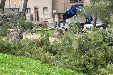 A Matera abbattuto il &laquo;boschetto&raquo;, la rabbia di Legambiente: &laquo;Impoverito il patrimonio verde gi&agrave; fragile&raquo;