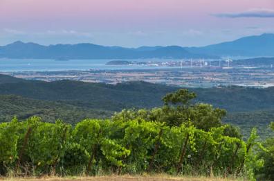 Montebamboli, dove i vigneti puntano in alto: ecco una possibilit&agrave;̀ diversa di interpretare la Costa Toscana