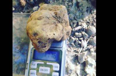 Per il tartufo di Carosella Lucana chiesto il riconoscimento &laquo;dop&raquo;