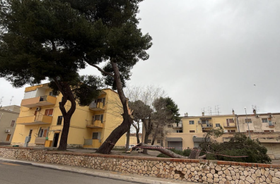 Abbattuti a Matera alberi pericolanti in via Sicilia: scatta la protesta di Legambiente Abbattuti a Matera alberi pericolanti in via Sicilia: scatta la protesta di Legambiente