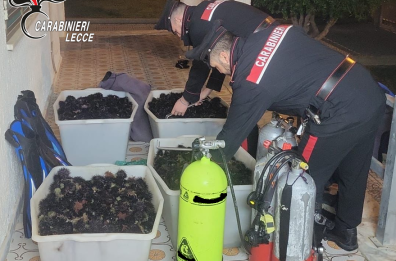 Porto Cesareo, sequestrati e rigettati in mare 4mila ricci di mare