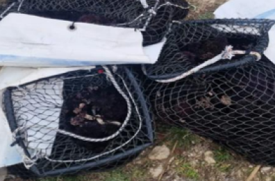 Maxi sequestro di ricci di mare e pesce serra in Salento