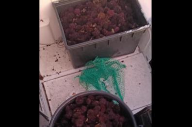 Isole Tremiti, sorpresi sul gommone con 8mila ricci di mare: carico sequestrato e reimmesso in mare