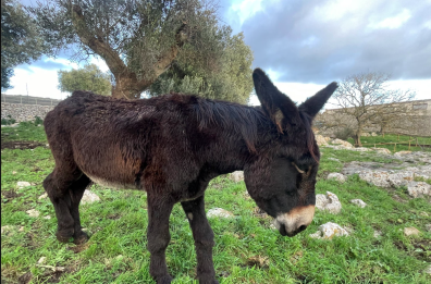 Crispiano, nella masseria Russoli la &laquo;culle&raquo; per accudire gli asini di Martina Franca