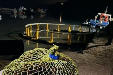 Manfredonia, Guardia costiera sequestra 3mila ricci di mare: sanzionati tre pescatori sportivi