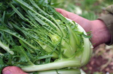 Molfetta valorizza la sua &laquo;puntarella&raquo;: il riconoscimento Igp &egrave; sempre pi&ugrave; vicino