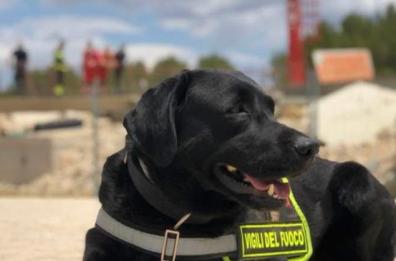 Mickey, il labrador eroe dei Vigili del Fuoco di Lecce va in pensione dopo 8 anni di onorato servizio