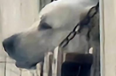 Cani legati a catene corte e maltrattati nelle campagne del Barese: salvati dagli agenti ecozoofili Cani legati a catene corte e maltrattati nelle campagne del Barese: salvati dagli agenti ecozoofili