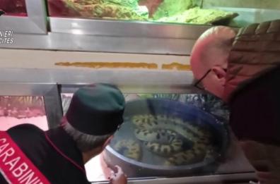 A Sannicandro sequestrato rettilario illegale: dietro finte pareti un caimano, due anaconda e boa pericolosi VIDEO