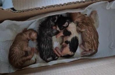 Gattini abbandonati in una scatola al cimitero di Presicce-Acquarica: salvati dai volontari. «Hanno bisogno di una mamma» Gattini abbandonati in una scatola al cimitero di Presicce-Acquarica: salvati dai volontari. «Hanno bisogno di una mamma»