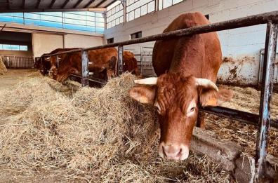 Allarme nell’Alta Murgia: in una settimana rubati più di 200 animali. L'appello di Confagricoltura Allarme nell’Alta Murgia: in una settimana rubati più di 200 animali. L'appello di Confagricoltura