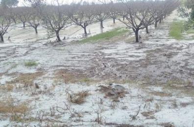 Grandinata nel Metapontino: &laquo;La Regione Basilicata non lasci soli gli agricoltori&raquo;