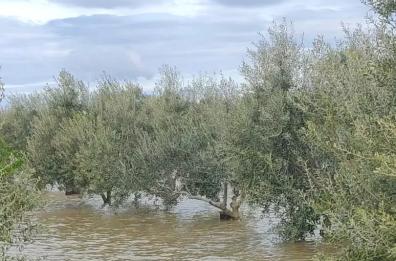 Maltempo, campi allagati dal Foggiano al Salento: &laquo;Si stima una perdita dell'80% della produzione&raquo;
