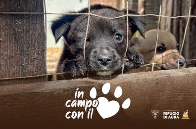 Il Lecce calcio in campo per gli animali: sostegno a Rifugio di Aura e Dacci la Zampa OdV