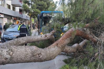 Foggia, albero di grandi dimensioni si abbatte su un autobus: sfiorata la strage FOTO/VIDEO Foggia, albero di grandi dimensioni si abbatte su un autobus: sfiorata la strage FOTO/VIDEO