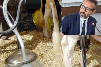 Puglia, raggiunta l'intesa sul prezzo del latte: 51 centesimi a litro. I produttori: non copre i costi