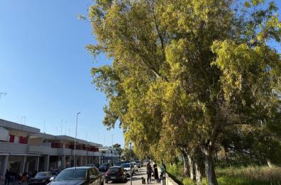San Cataldo, via libera della giunta: diventa realt&agrave; il Parco degli eucalipti