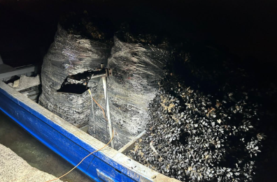 Taranto, maxi operazione nel mar Piccolo: sequestrati oltre 50 quintali di cozze 
