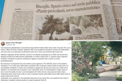 Alicia morta schiacciata a Bisceglie, un'associazione aveva segnalato il pino già 3 mesi fa: «È un pericolo per gli studenti» Alicia morta schiacciata a Bisceglie, un'associazione aveva segnalato il pino già 3 mesi fa: «È un pericolo per gli studenti»
